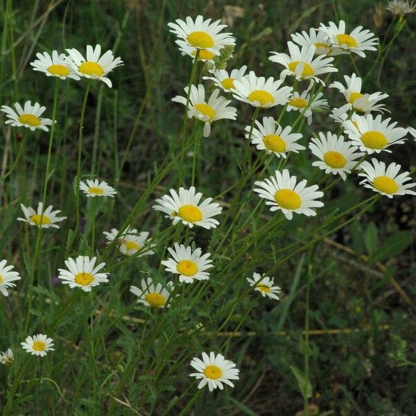 Leucanthemum vulgare Virág