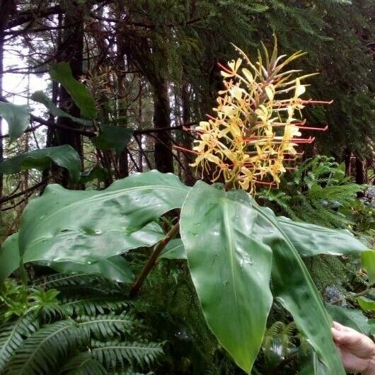 Hedychium gardnerianum പുഷ്പം