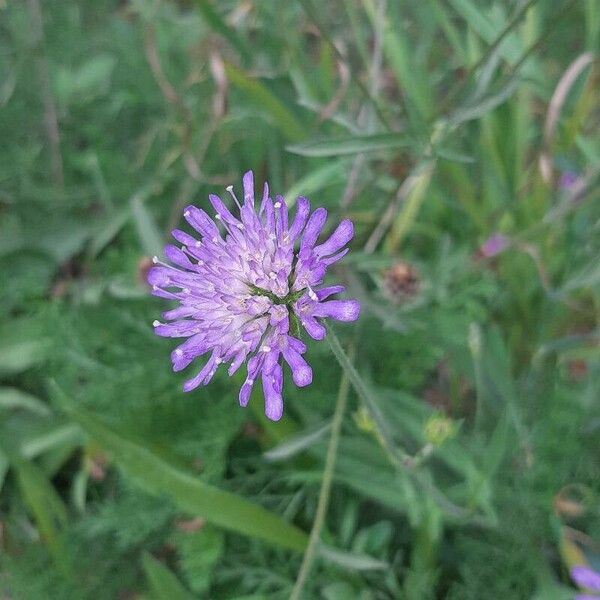 Knautia arvensis 花