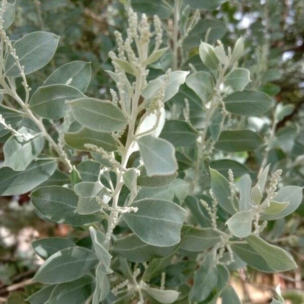 Acacia podalyriifolia Leaf