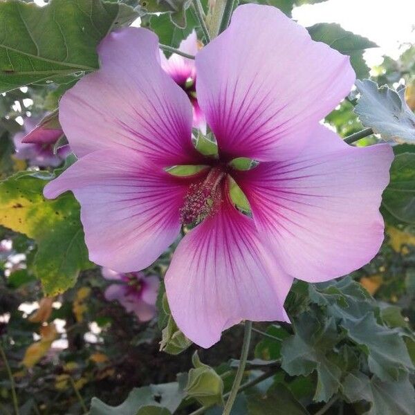 Hibiscus syriacus 花