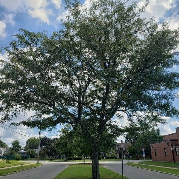 Gleditsia triacanthos অভ্যাস