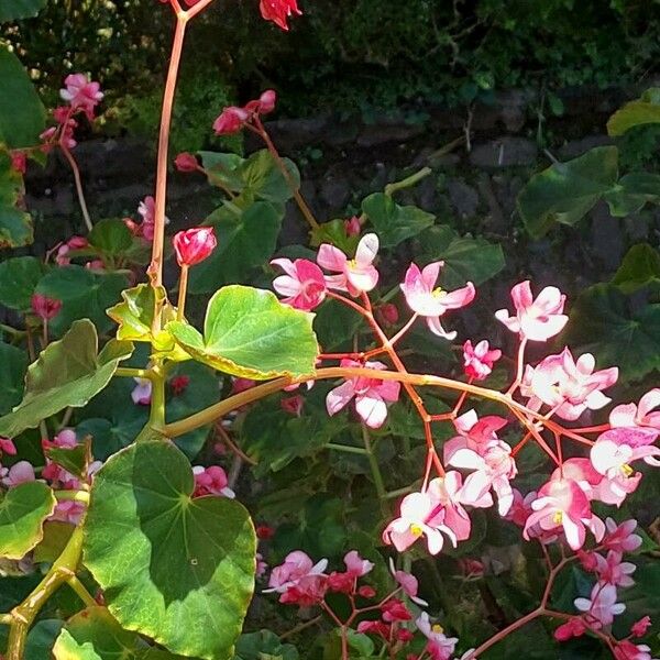 Begonia minor Lorea