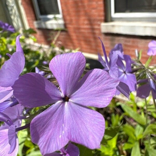 Phlox divaricata Kvet