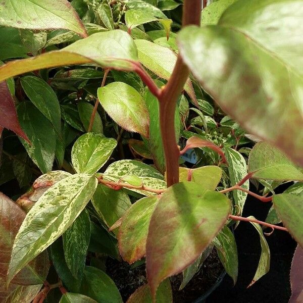 Agarista populifolia Лист