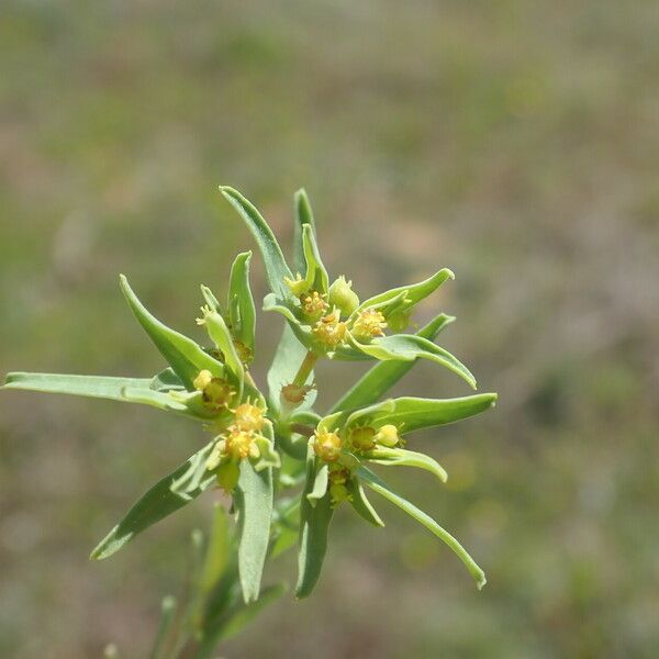 Euphorbia exigua Flower