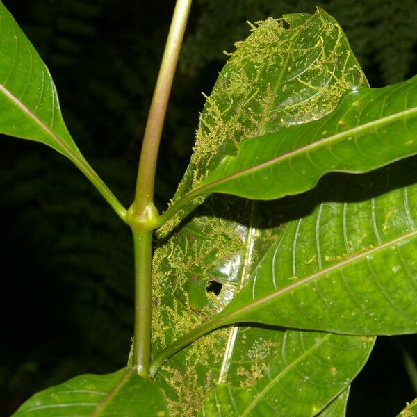 Psychotria elata ഇല