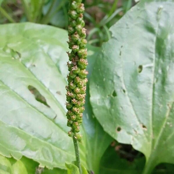 Plantago major Плод