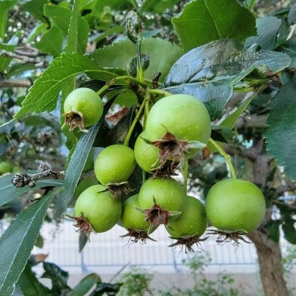 Crataegus crus-galli Meyve