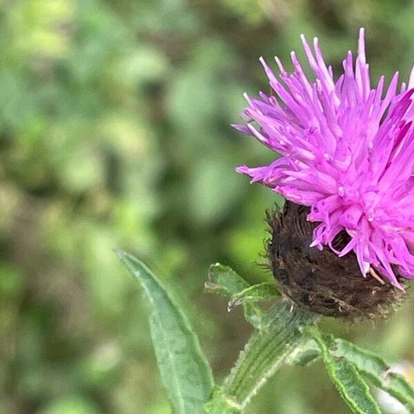 Centaurea nigra 花