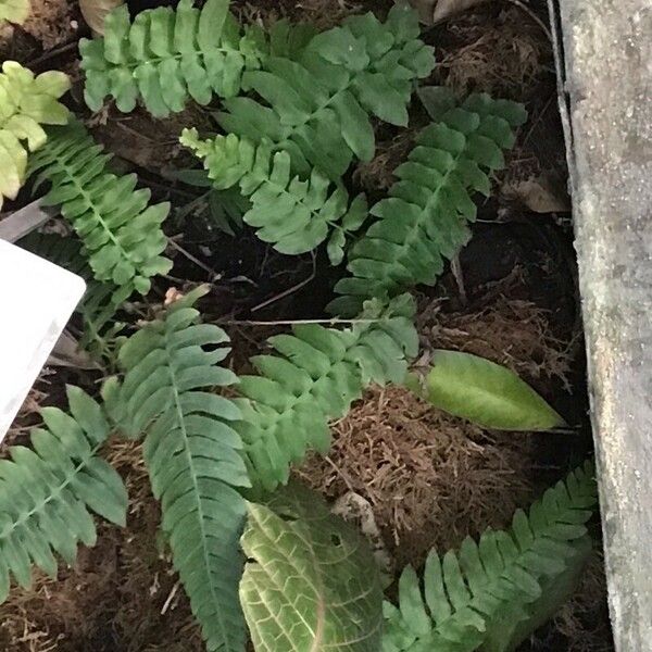 Blechnum occidentale 葉