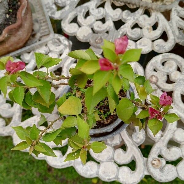 Bougainvillea glabra Blüte