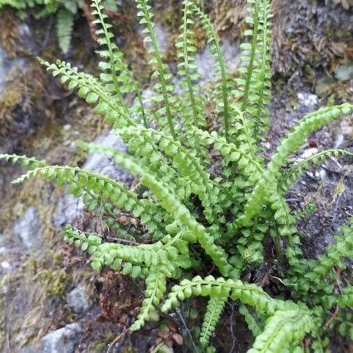 Asplenium viride Ліст