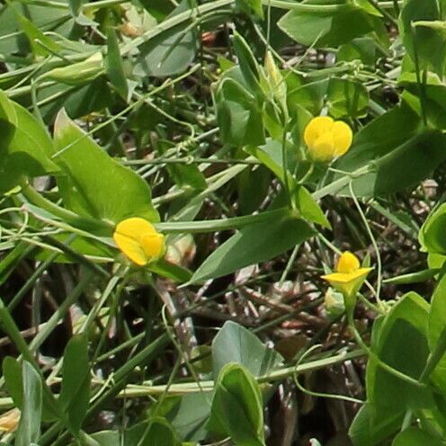 Lathyrus aphaca Blomst