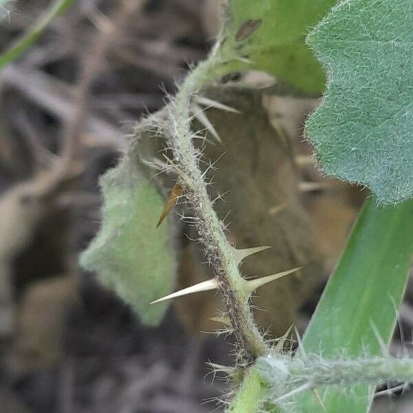 Solanum comptum Φλοιός