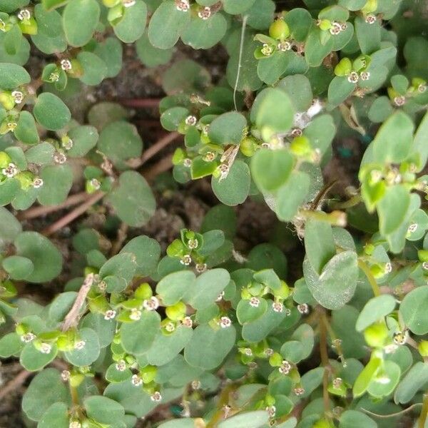 Euphorbia serpens Leht