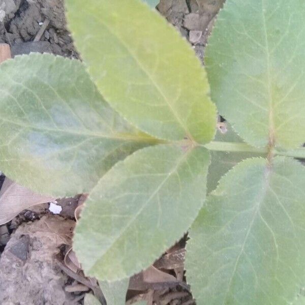 Opopanax chironium Blad