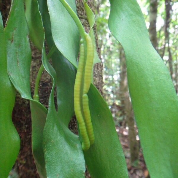 Ophioglossum pendulum Habit