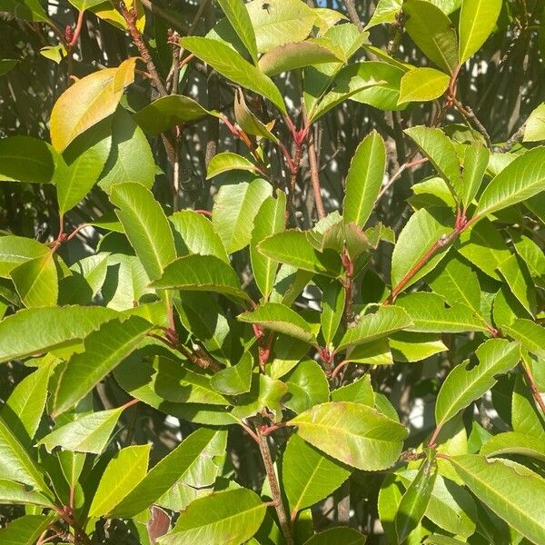 Photinia fraseri Leaf