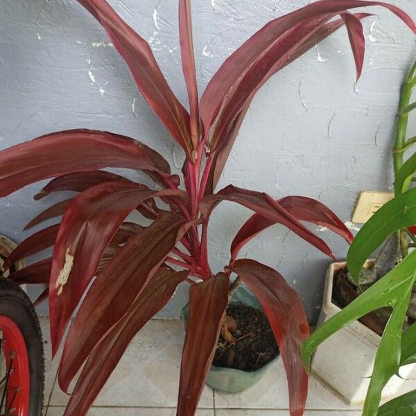 Cordyline australis List