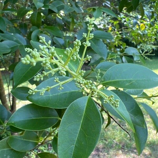 Ligustrum robustum Lehti