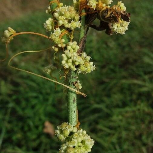 Cuscuta campestris 花