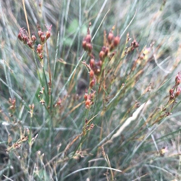 Juncus gerardi ফুল