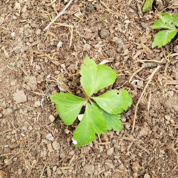 Anemone quinquefolia Leaf