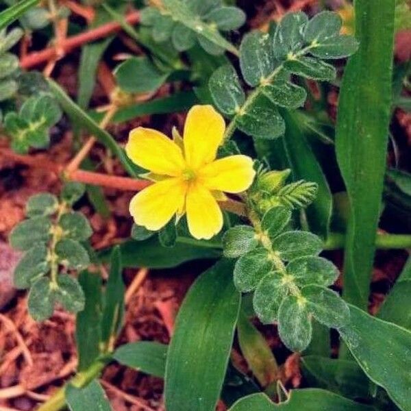 Tribulus cistoides Flor