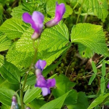 Lathyrus palustris Λουλούδι