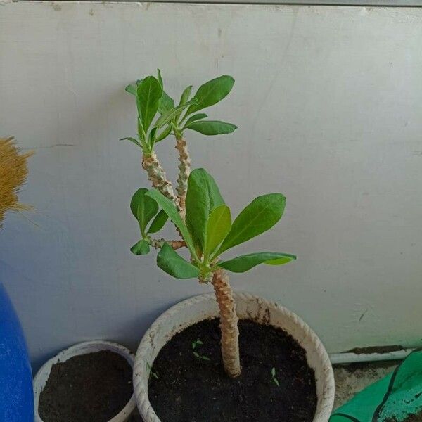 Euphorbia neriifolia Blatt