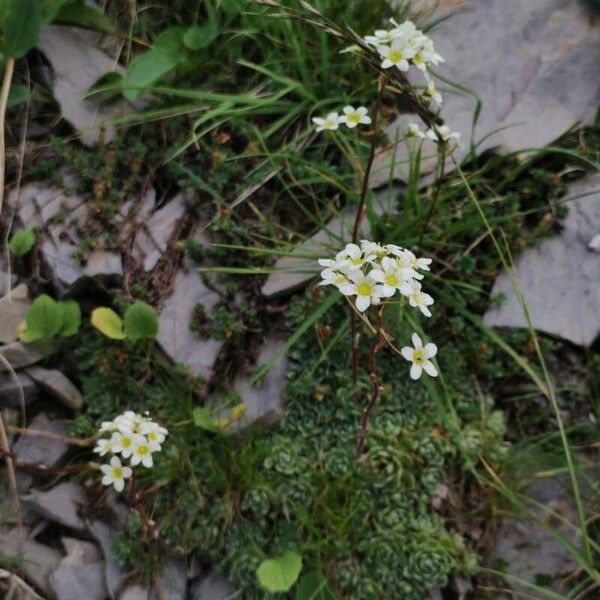 Saxifraga paniculata Natur