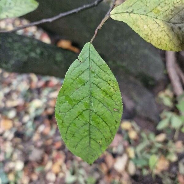 Prunus padus Folha