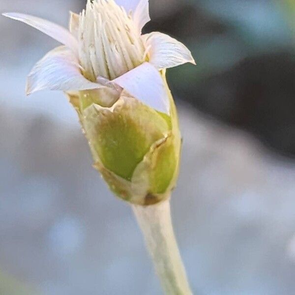 Chardinia orientalis Flor