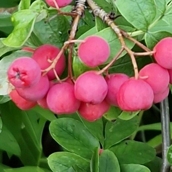 Cotoneaster integerrimus Plod