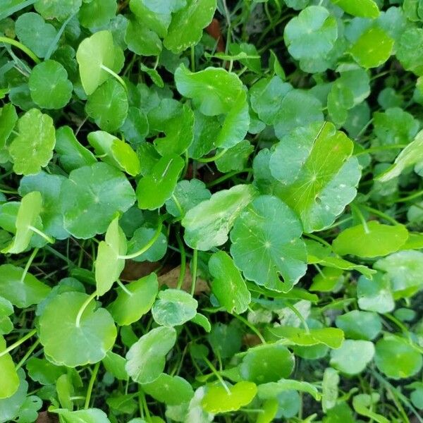 Hydrocotyle verticillata Leaf