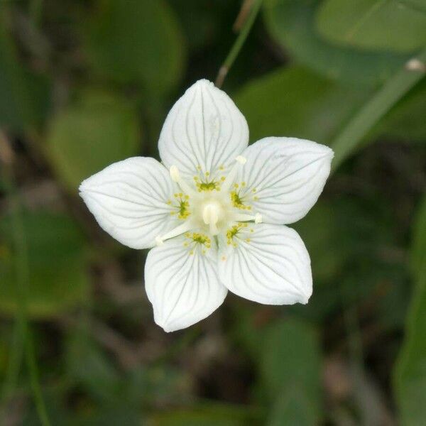 Parnassia palustris Kvet