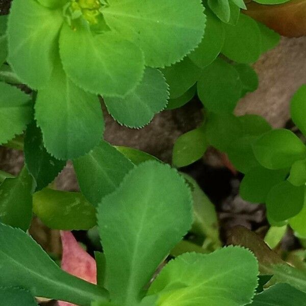 Euphorbia helioscopia Fuelha