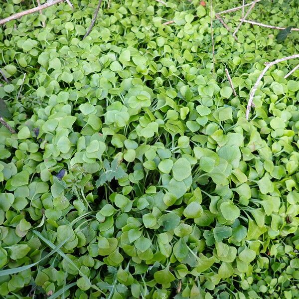 Claytonia perfoliata Агульны выгляд