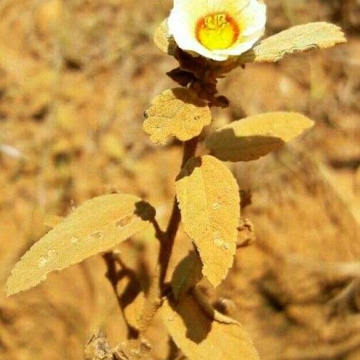 Sida spinosa Fleur