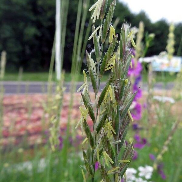 Elytrigia repens Квітка