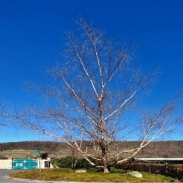 Betula nigra Облик