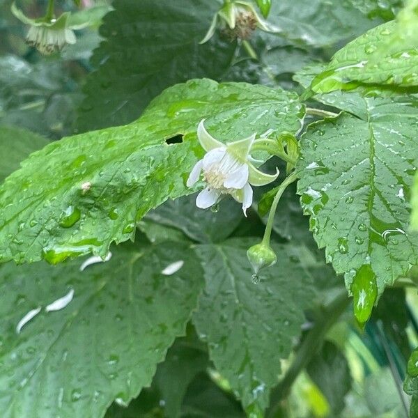 Rubus idaeus Цветок