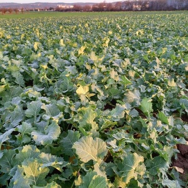 Brassica napus Hábito