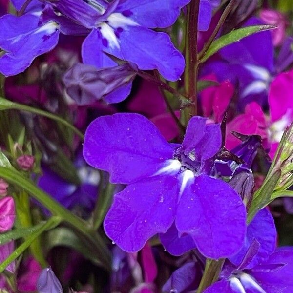 Lobelia erinus Blüte