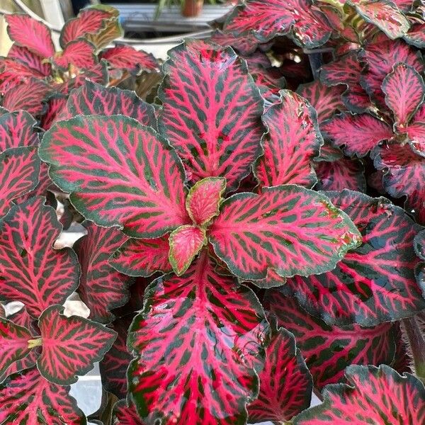 Fittonia albivenis Hoja