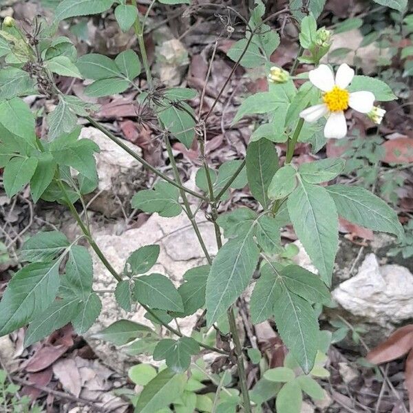 Bidens alba Habit