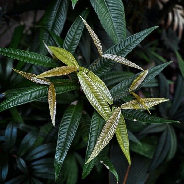 Syzygium jambos Blad