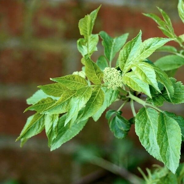 Sambucus canadensis Leaf