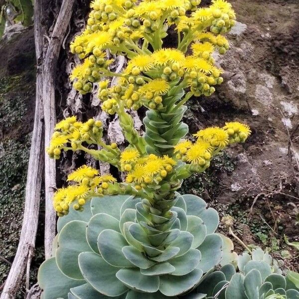 Aeonium aureum Цветок